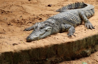 ओडिशा : नंदनकानन चिड़ियाघर में 8 दिनों में 5 मगरमच्छों की मौत, जांच के आदेश