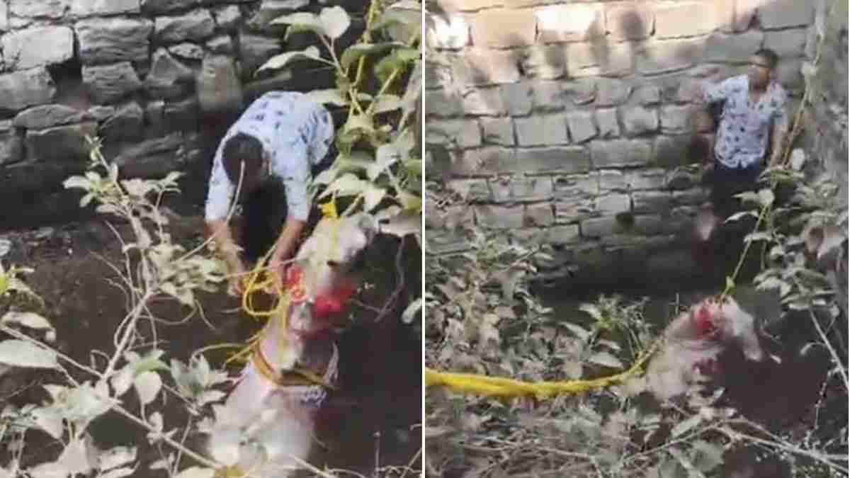 डीजे की तेज आवाज से बिदकी घोड़ी, कुएं में लगाई छलांग; दूल्हे ने कूदकर बचाई जान, 1 घंटे बाद हुआ रेस्क्यू 