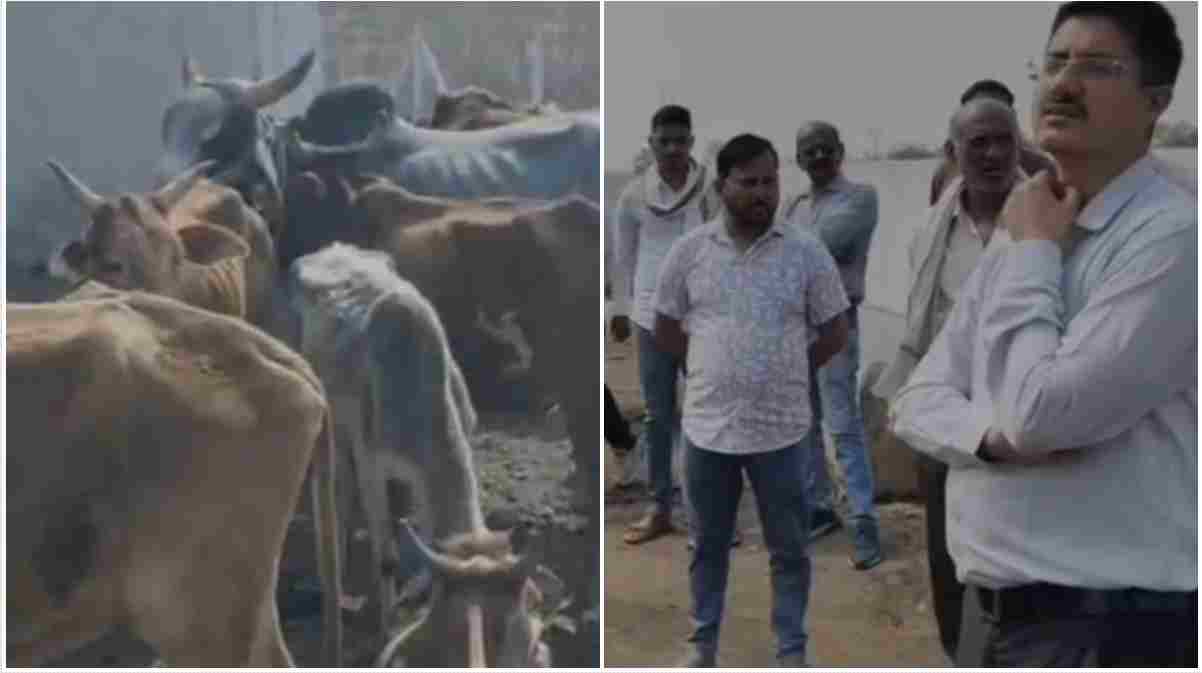 खंडवा में गौशाला में भूख-प्यास से गायों की मौत: कलेक्टर का दिखा सख्त एक्शन, इंजीनियर और वेटनरी अफसरों को नोटिस जारी 