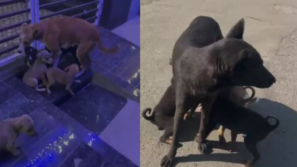 रतलाम नगर निगम में कुत्ता घोटाला: नसबंदी के नाम पर डकारे करोड़ो रुपए, संभागायुक्त ने कमिश्नर से मांगा जवाब