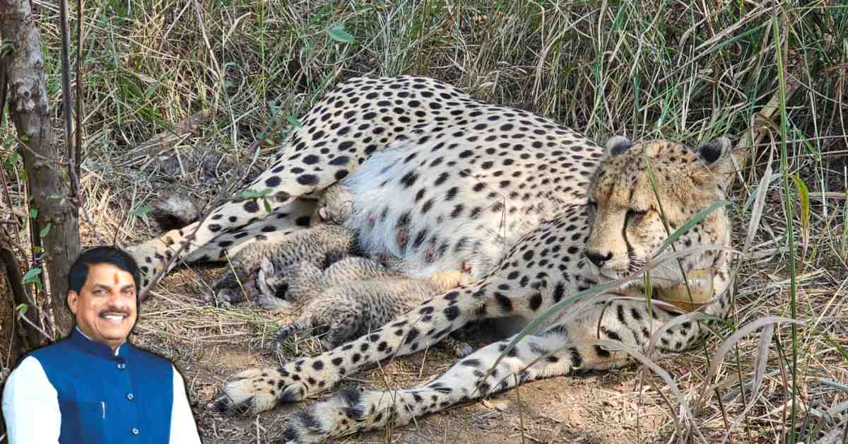 कूनो में चीतों का बढ़ा कुनबा: दूसरी बार मां बनी चीता ‘गामिनी’ 3 शावकों के जन्म पर केंद्रीय वन मंत्री और सीएम डॉ मोहन ने जताई खुशी