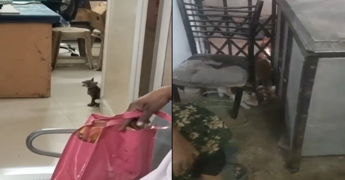 पहले चूहे और अब बिल्ली: इंदौर के सबसे बड़े सरकारी अस्पताल में जानवरों का डेरा, संवेदनशील वार्डों-कैंटीन में बेखौफ घूम रही बिल्लियां