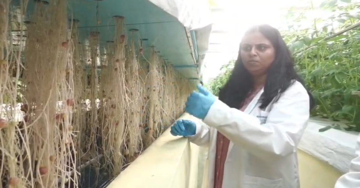 यहां हवा में उगाया जा रहा आलू! एरोपोनिक्स तकनीक से तैयार किए जा रहे उन्नत बीज, जानें क्या है Aeroponics खेती