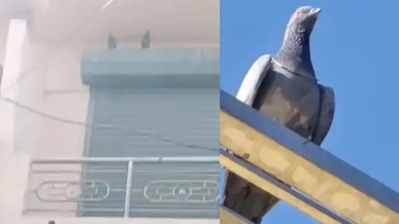 Rajasthan News: कबूतर उड़ा ले गया करीब एक लाख की सोने की चेन, सर्राफा बाजार में मचा हड़कंप… फिर हुआ ऐसा