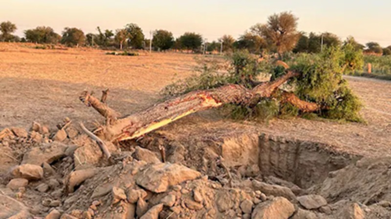 Rajasthan News: खेजड़ी कटाई पर रोक, सरकार ने पूरे राजस्थान में जारी किया आदेश