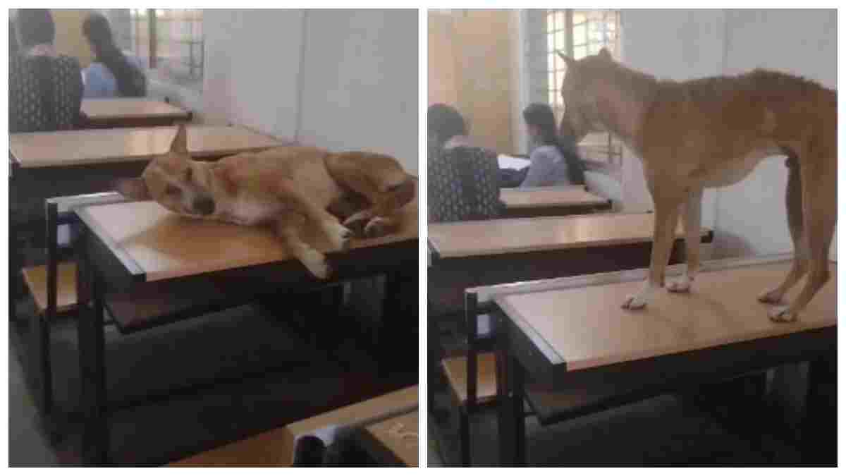 सतना के पीएमश्री कॉलेज में कुत्ते भी ले रहे क्लास: छात्राओं के बीच बेंच पर सोता रहा बेजुबान, सुरक्षा व्यवस्था पर उठे गंभीर सवाल 