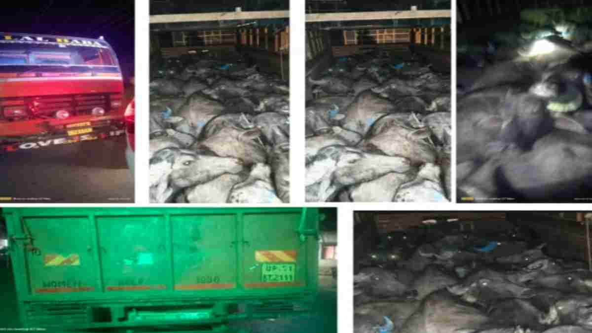 अवैध मवेशियों से भरे ट्रक की धरपकड़ पर क्रेडिट वॉर: पुलिस या वन विभाग, आखिर किसने की बड़ी कार्रवाई 