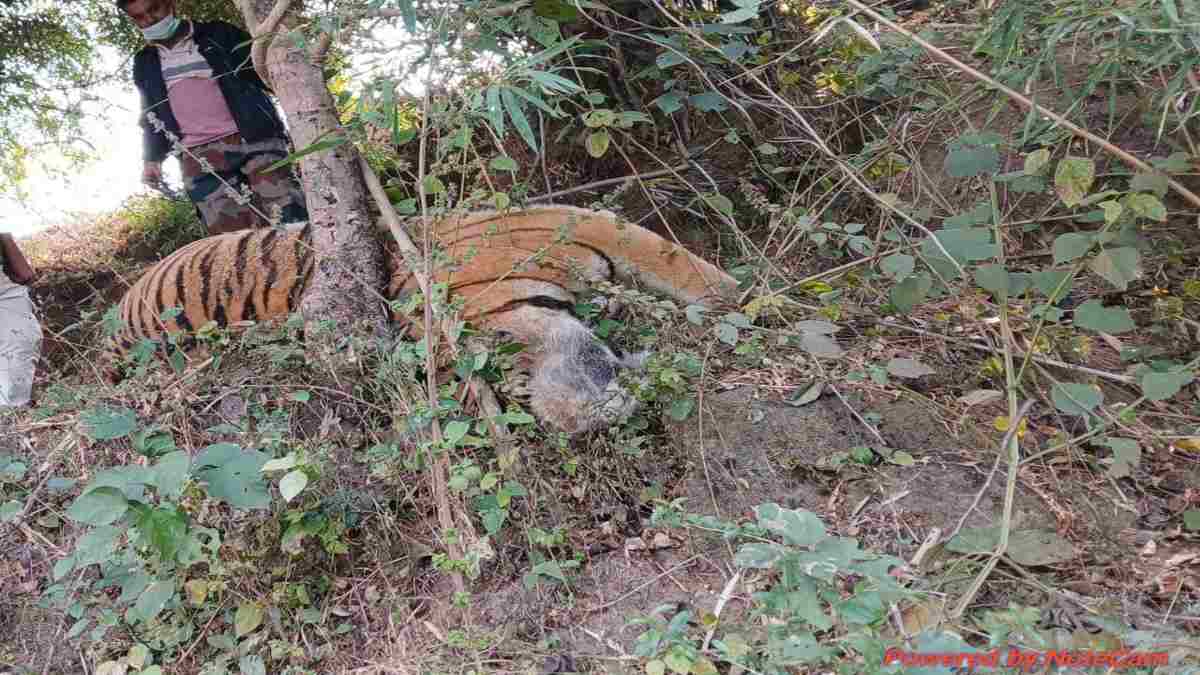 खेत में बिछे तार ने ले ली दो बाघों की जान: बैक टू बैक बाघ–बाघिन की मौत, शहडोल में वन्यजीव की सुरक्षा पर बड़ा सवाल
