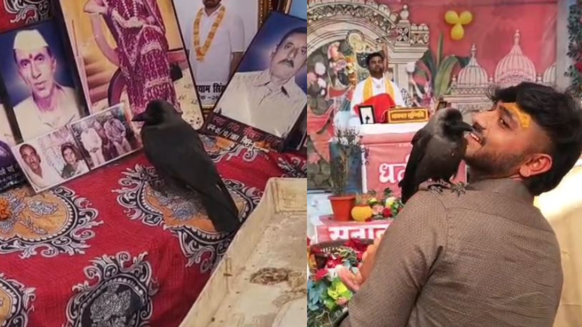 भागवत कथा के दौरान चमत्कार! पूर्वजों की प्रतिमा के पास बैठा कौवा, लोगों ने माना पितरों का आगमन