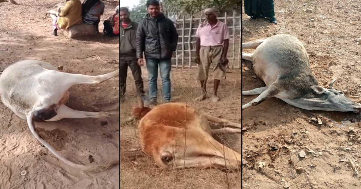 सिंगरौली में गौ हत्या! यूरिया और महुआ मिलाकर गायों को खिलाया, तड़प-तड़पकर तोड़ा दम