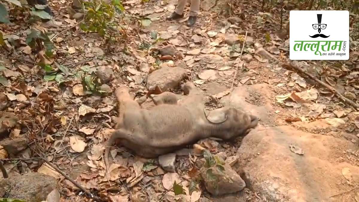 जंगल में हाथी के शावक का शव मिलने से हड़कंप, पोस्टमॉर्टम में होगा मौत की वजह का खुलासा
