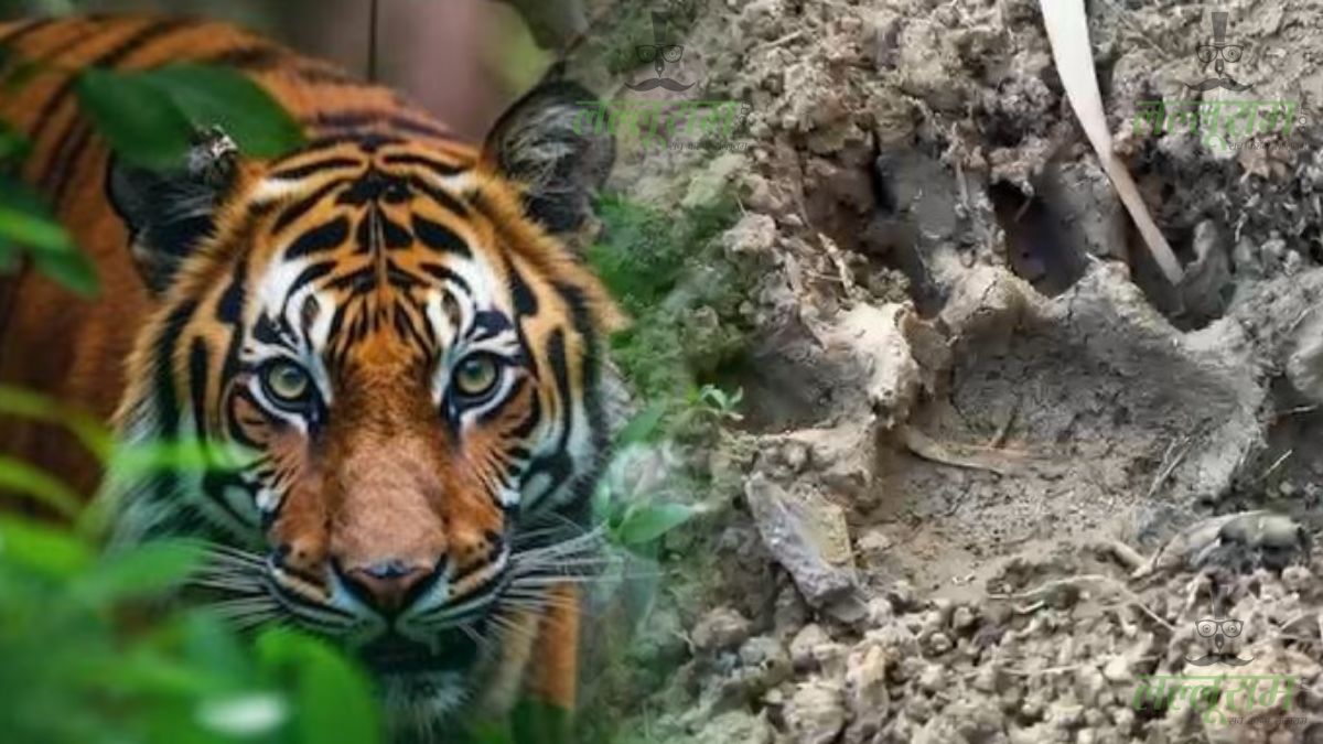 शहर में बाघ जैसे पगमार्क मिलने से मचा हड़कंप: रहवासियों में दहशत का माहौल, वन विभाग बोला- ठोस सबूत नहीं