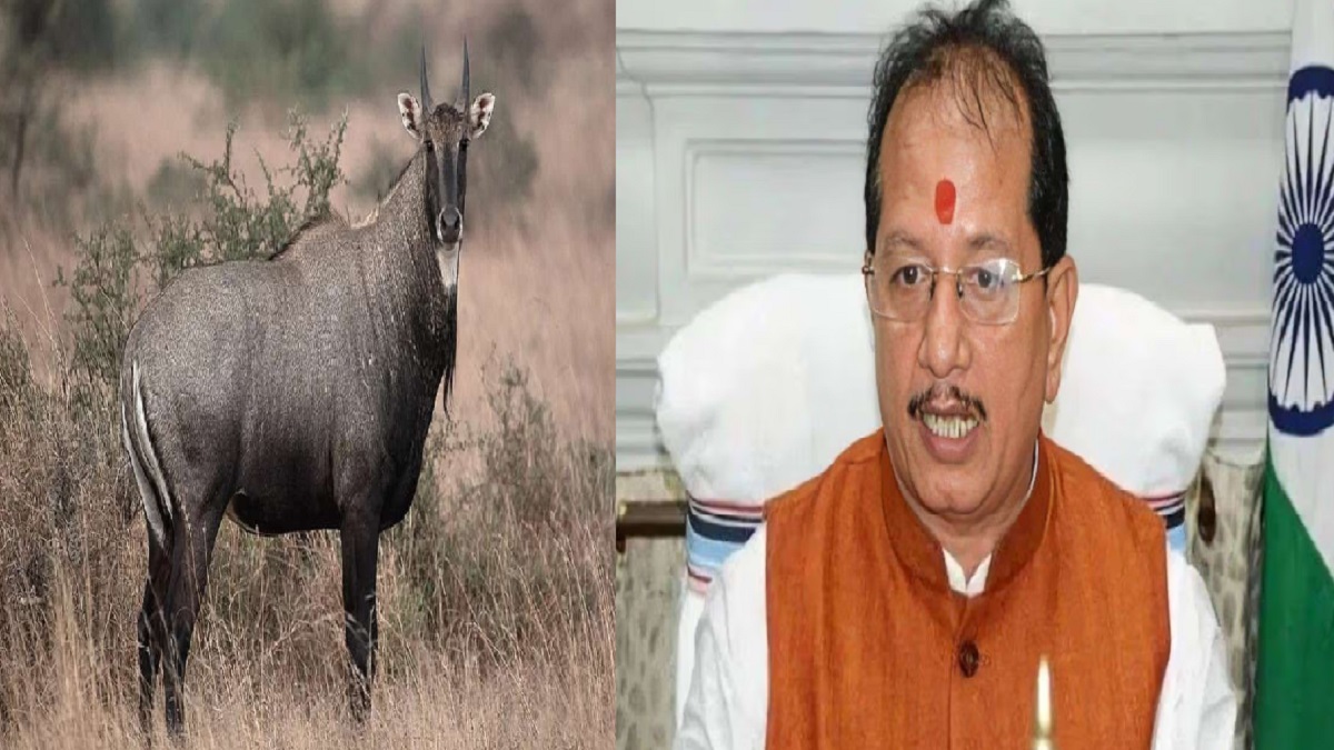 बिहार सरकार ने ‘नीलगाय’ शब्द का प्रयोग करने पर लगाई रोक, जानें क्यों बजट सत्र के दौरान अचानक उठाना पड़ा यह मुद्दा?