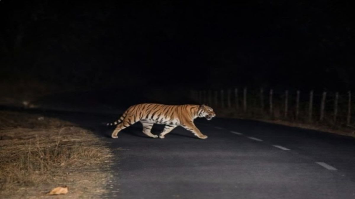 दो बाघों की मौत के बाद अमरकंटक में Tiger की दस्तक: जलेश्वर मार्ग पर सड़क पार करता दिखा, वीडियो वायरल