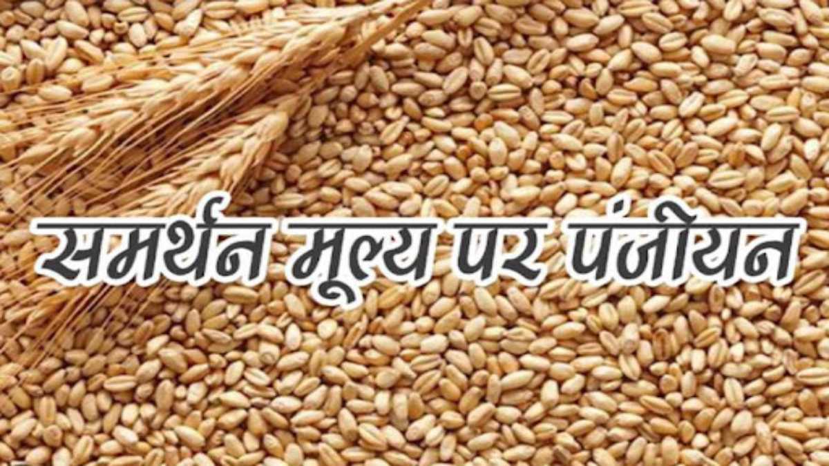 MP में आज से समर्थन मूल्य पर गेहूं खरीदी पंजीयन शुरू: कांग्रेस ने साधा निशाना, किसानों को भुगतान समय पर मिले, सरकार वादा निभाए