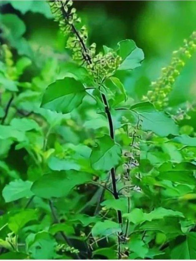 Vastu Tips: तुलसी के पौधे का अचानक से बढ़ना देता है ये संकेत, यहां जानिये