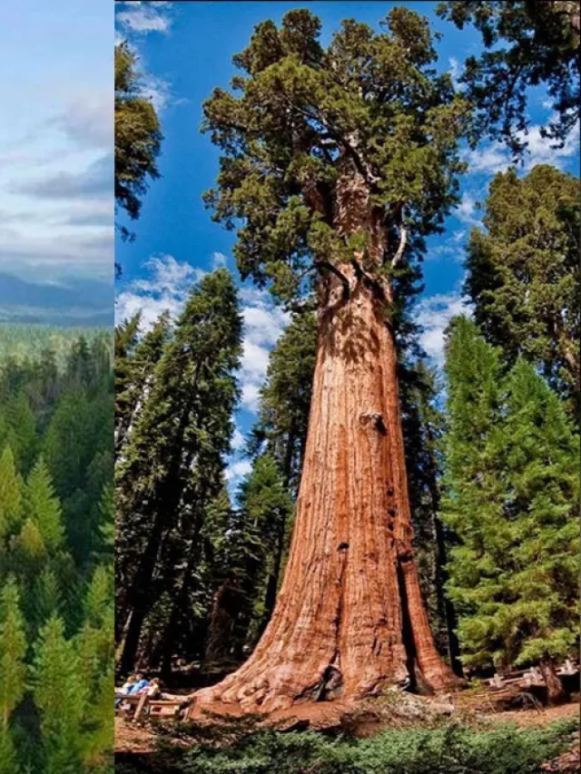 यह है दुनिया का सबसे बड़ा पेड़, जानें क्या है इसकी उम्र?