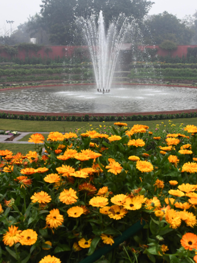 फ्री एंट्री के साथ आम जनता के लिए खुला अमृत उद्यान, जानिये क्या है धूमने की टाइमिग