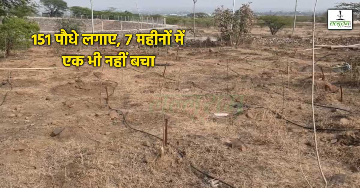 ‘एक पेड़ मां के नाम’ अभियान को पलीता: MP के शाजापुर में 7 माह में ही लकड़ियों में तब्दील हुए पौधे, 151 पेड़ों की भी देखभाल नहीं कर पाए