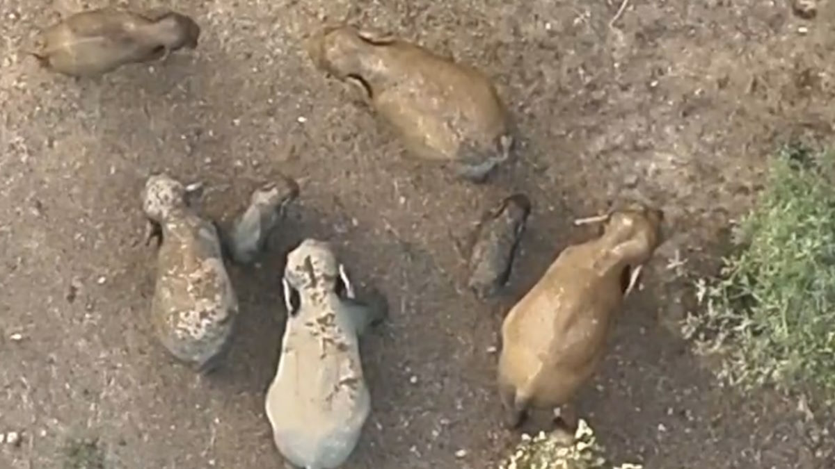 जंगल से आई बेहद शानदार तस्वीर, मादा हाथी के सुरक्षित घेरे में विचरण करते नजर आ रहे नन्हें गजराज, देखिए वीडियो…