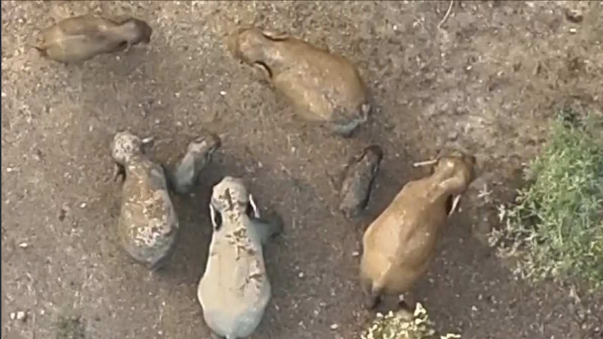 जंगल से आई बेहद शानदार तस्वीर, मादा हाथी के सुरक्षित घेरे में विचरण करते नजर आ रहे नन्हें गजराज, देखिए वीडियो…