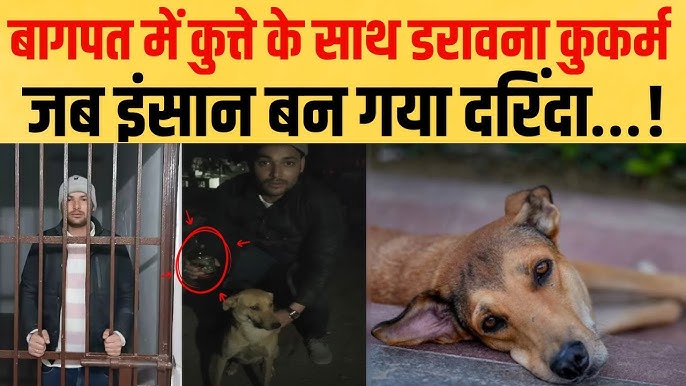 इंसानियत को शर्मसार कर देगी ये घटना : मनोरंजन के लिए दलित युवक को पिलाई शराब, फिर कुत्ते के साथ करवाई घिनौनी हरकत, वीडियो वायरल