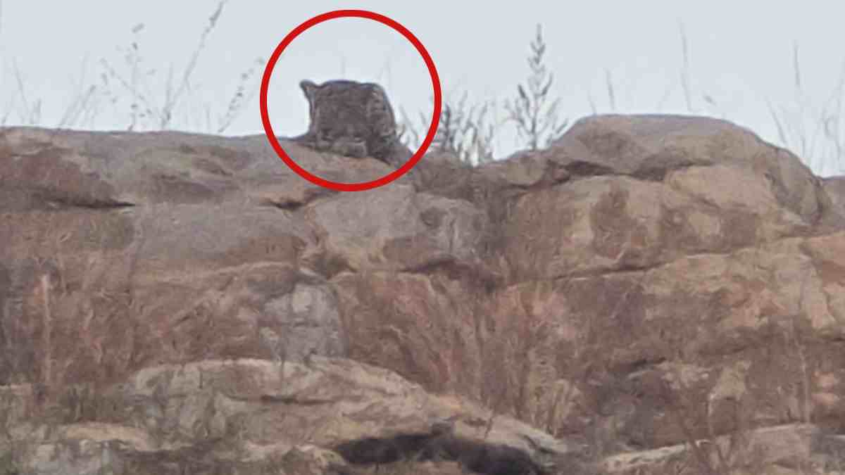 रिहायशी इलाके में दिखा तेंदुआ, लोगों में दहशत का माहौल, देखें VIDEO…