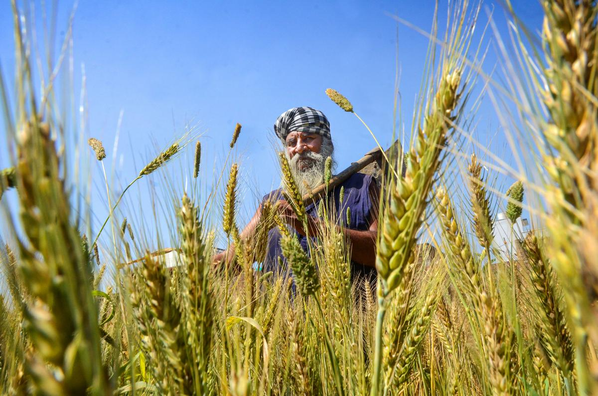 पंजाब के किसानों पर दोहरी मार: समय से पहले बढ़ी गर्मी ने बढ़ाई चिंता, गेहूं की फसल पर संकट के बादल