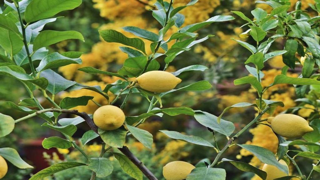 Benefits of Lemon Leaves