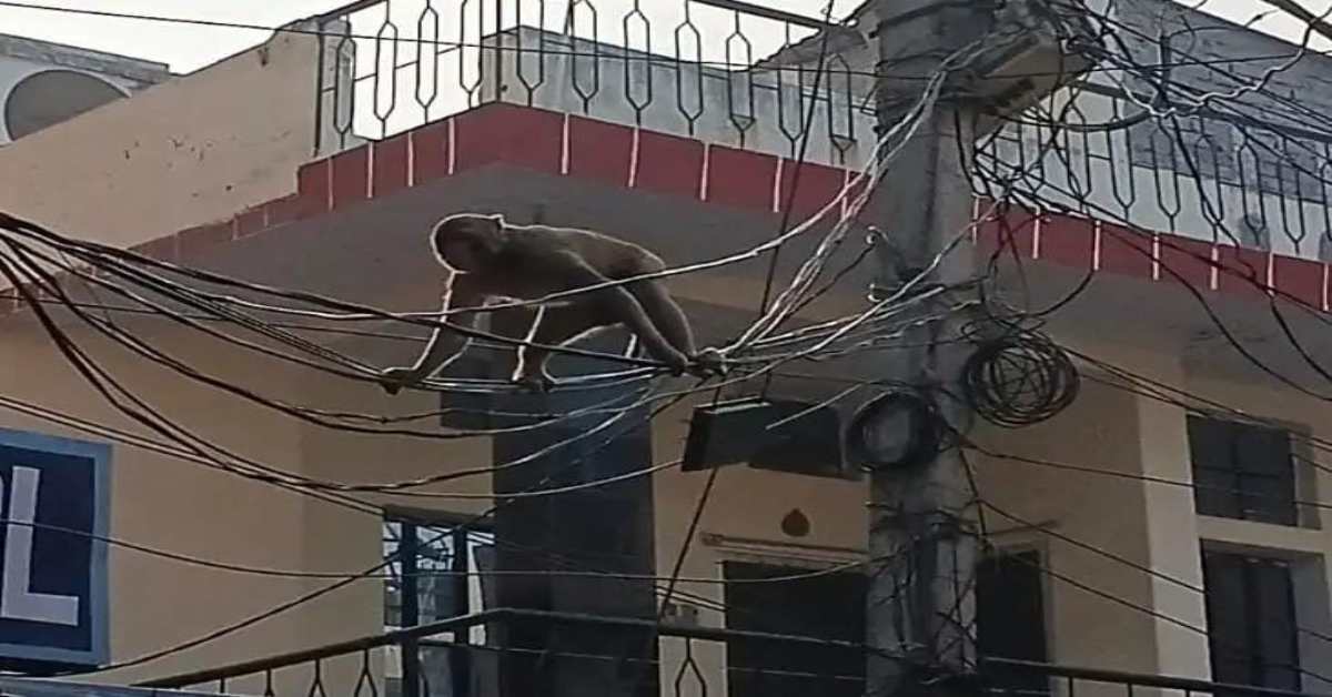 कहां खाक छान रहे जिम्मेदार? दर्जनों बंदरों के झुंड का आतंक, घरों से निकलने में डर रहे लोग, शिकायत के बाद भी सिस्टम बेसुध