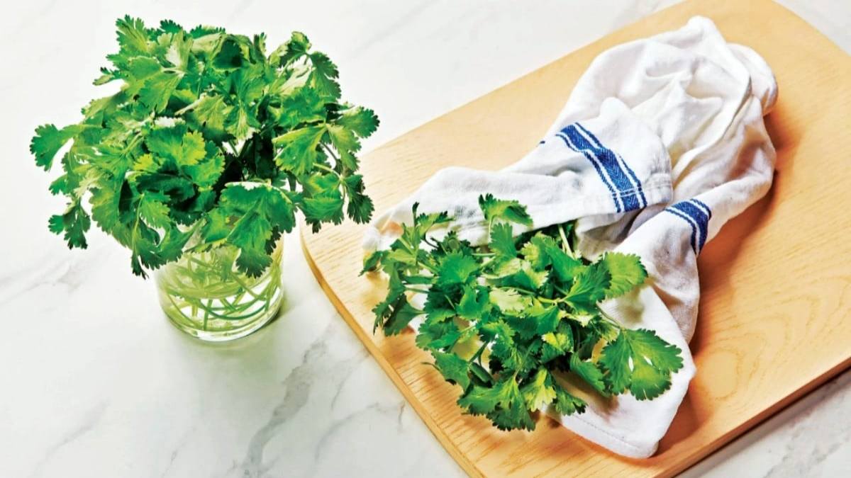 हरा धनिया अब नहीं होगा खराब, इस तरह से करें स्टोर …
