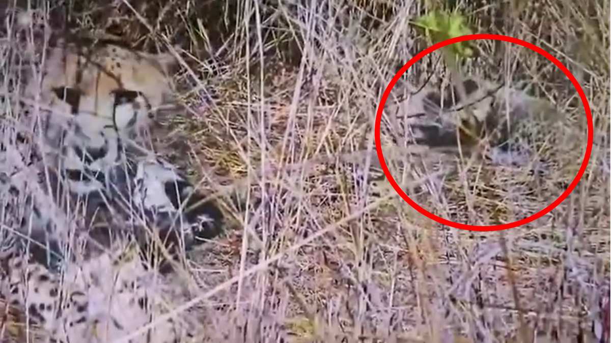 कूनो नेशनल पार्क से आई खुशखबरी: मादा चीता आशा बनी मां, इस बार 5 शावकों को दिया जन्म, संख्या हुई 35, सीएम डॉ मोहन ने दी बधाई