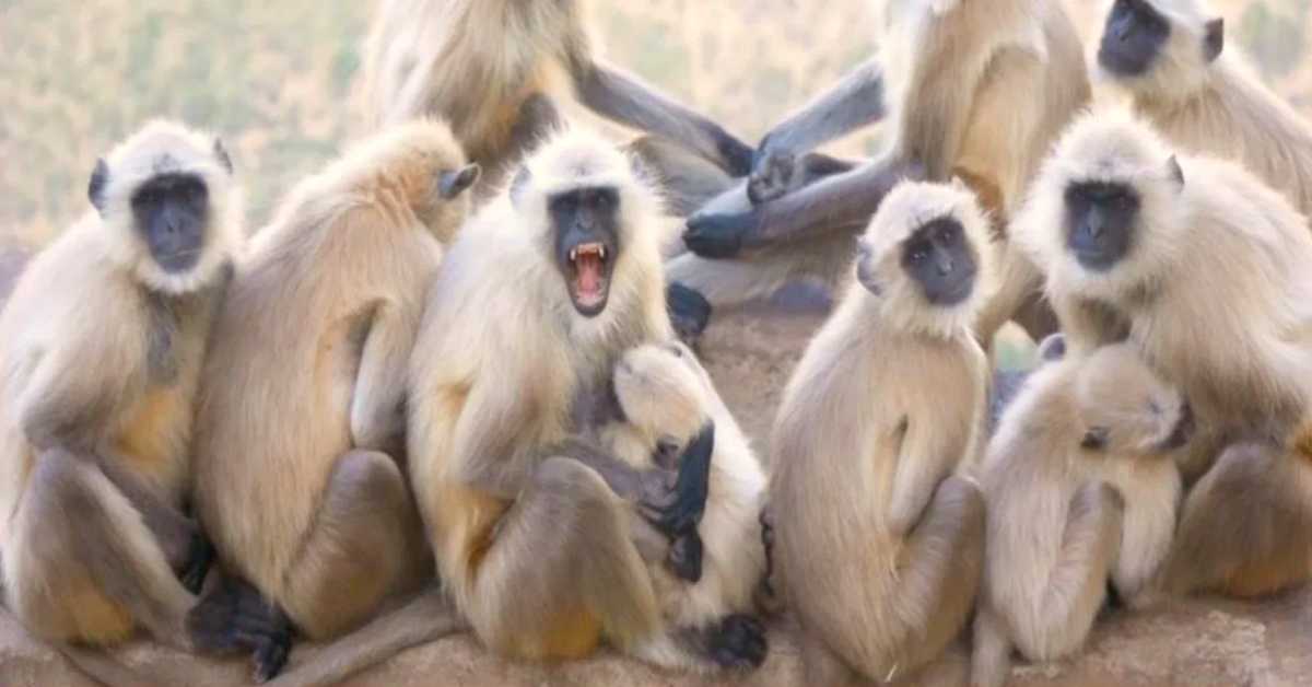 छत में ‘मौत का इंतजार’! दाल और गेहूं की रखवाली कर रही वृद्ध महिला पर बंदरों ने किया हमला, बचने के चक्कर में चली गई जान