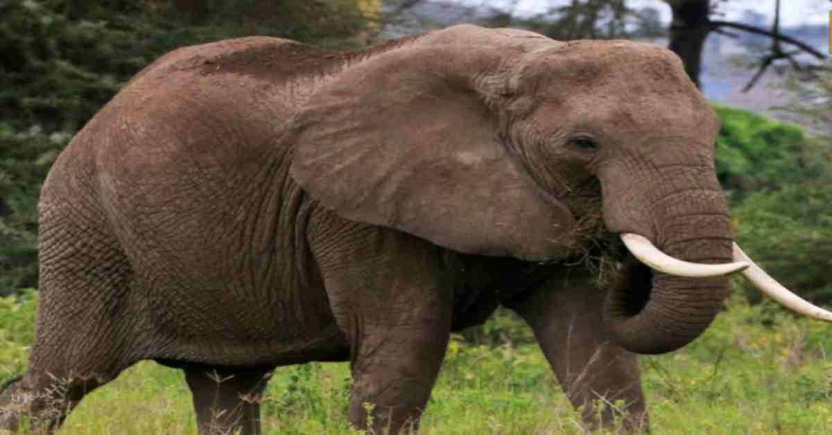 हाथी ने बाइक सवार पर किया हमला, महिला की थम गई सांसें, 2 की हालत गंभीर