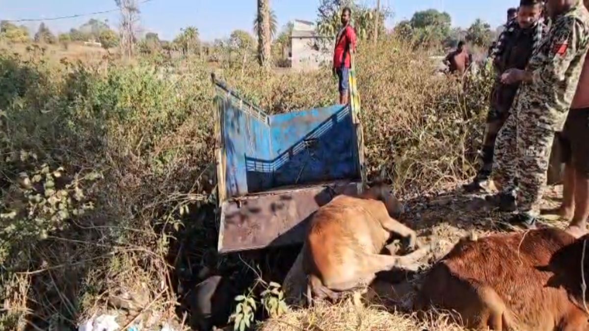 छत्तीसगढ़ से झारखंड में गौवंश की तस्करी, पुलिस के पीछा करने पर पलटी पिकअप, 3 गायों की मौत, तस्कर मौके से फरार