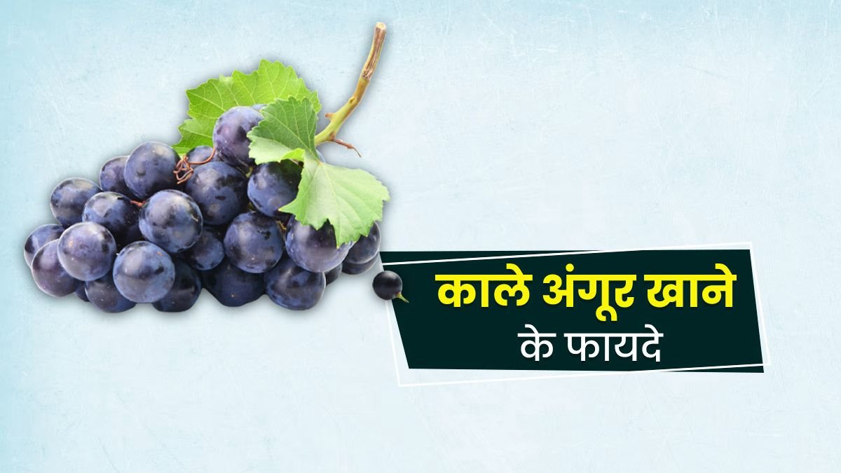 Black Grapes : सेहत के लिए बहुत फायदेमंद है काला अंगूर, जाने कैसे …