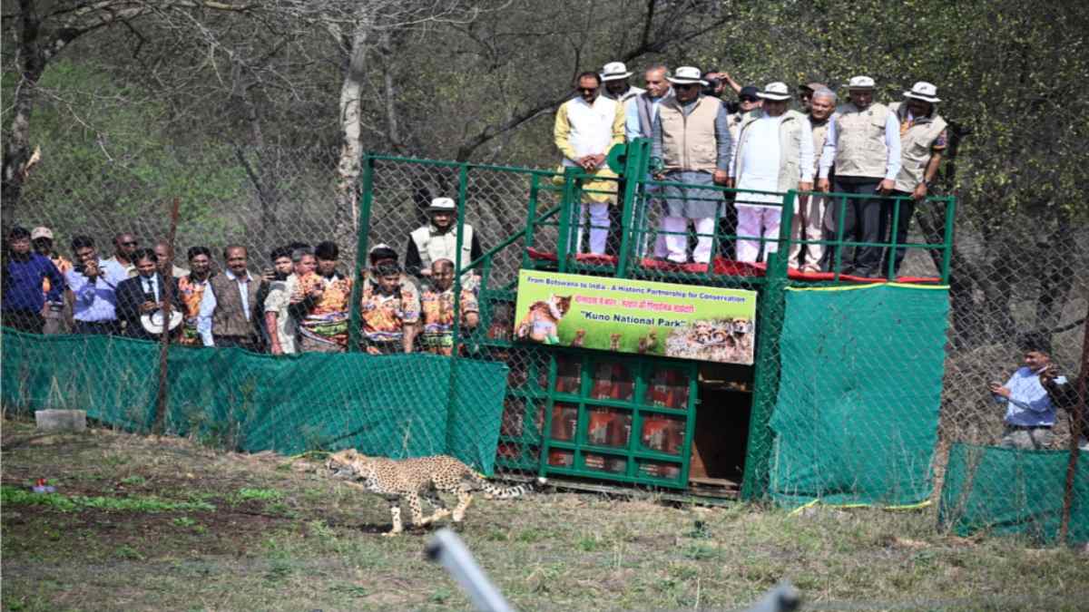 कूनो नेशनल पार्क: बोत्सवाना से लाए गए 9 चीते- 6 मादा 3 नर, बांधवगढ़ के बाघों की दहाड़ मुकुंदरा हिल्स में गूंजेगी