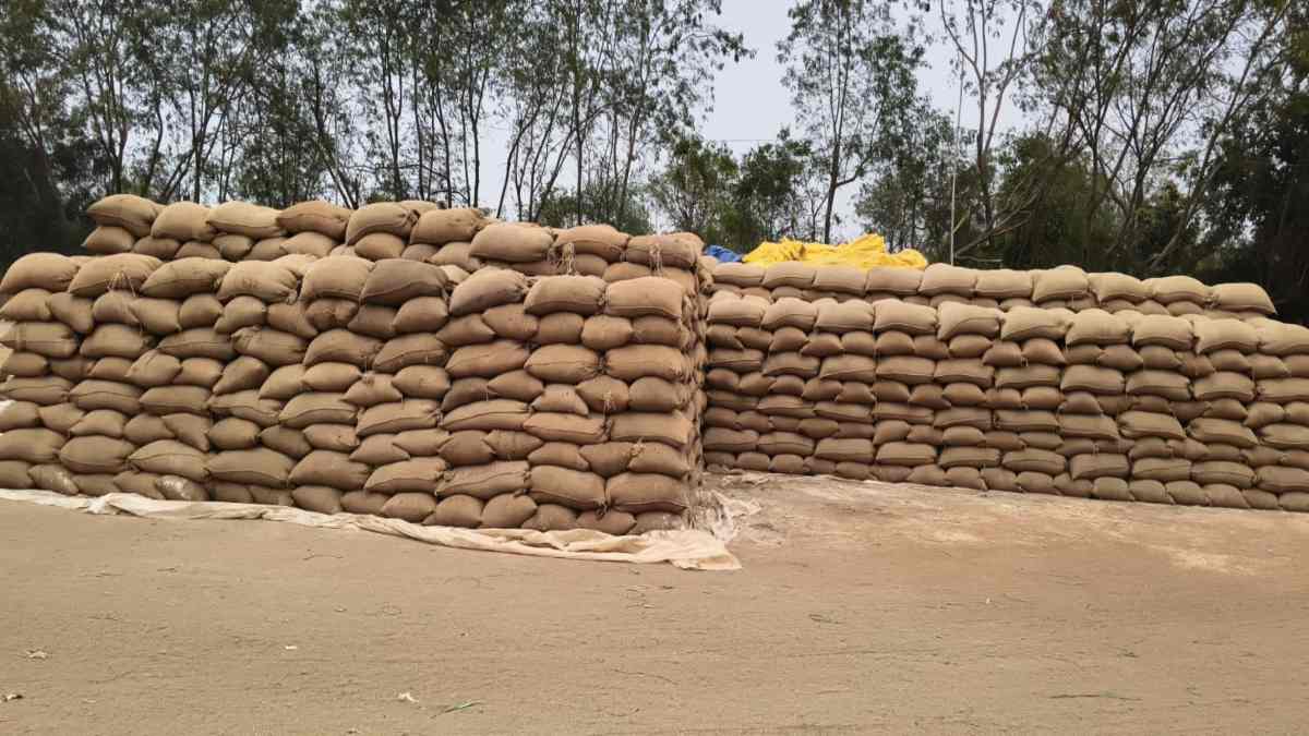 चेतावनी के बाद भी लापरवाही : खुले में भीग रहे हजारों बोरी धान, तिरपाल और कैप कवर होने के बाद भी नहीं ढक रहे कर्मचारी