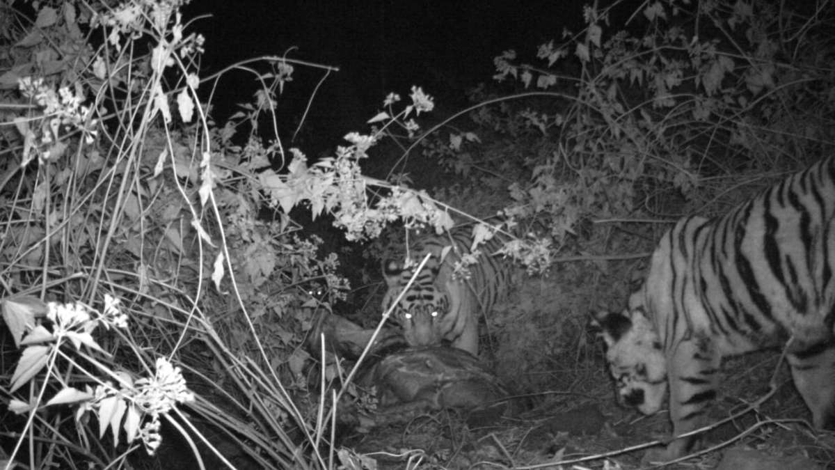 भोरमदेव अभयारण्य में लौटी बाघों की ‘दहाड़’: ट्रैप कैमरों में कैद हुई बाघ-बाघिन की तस्वीरें, जल्द शुरू होगी जंगल सफारी