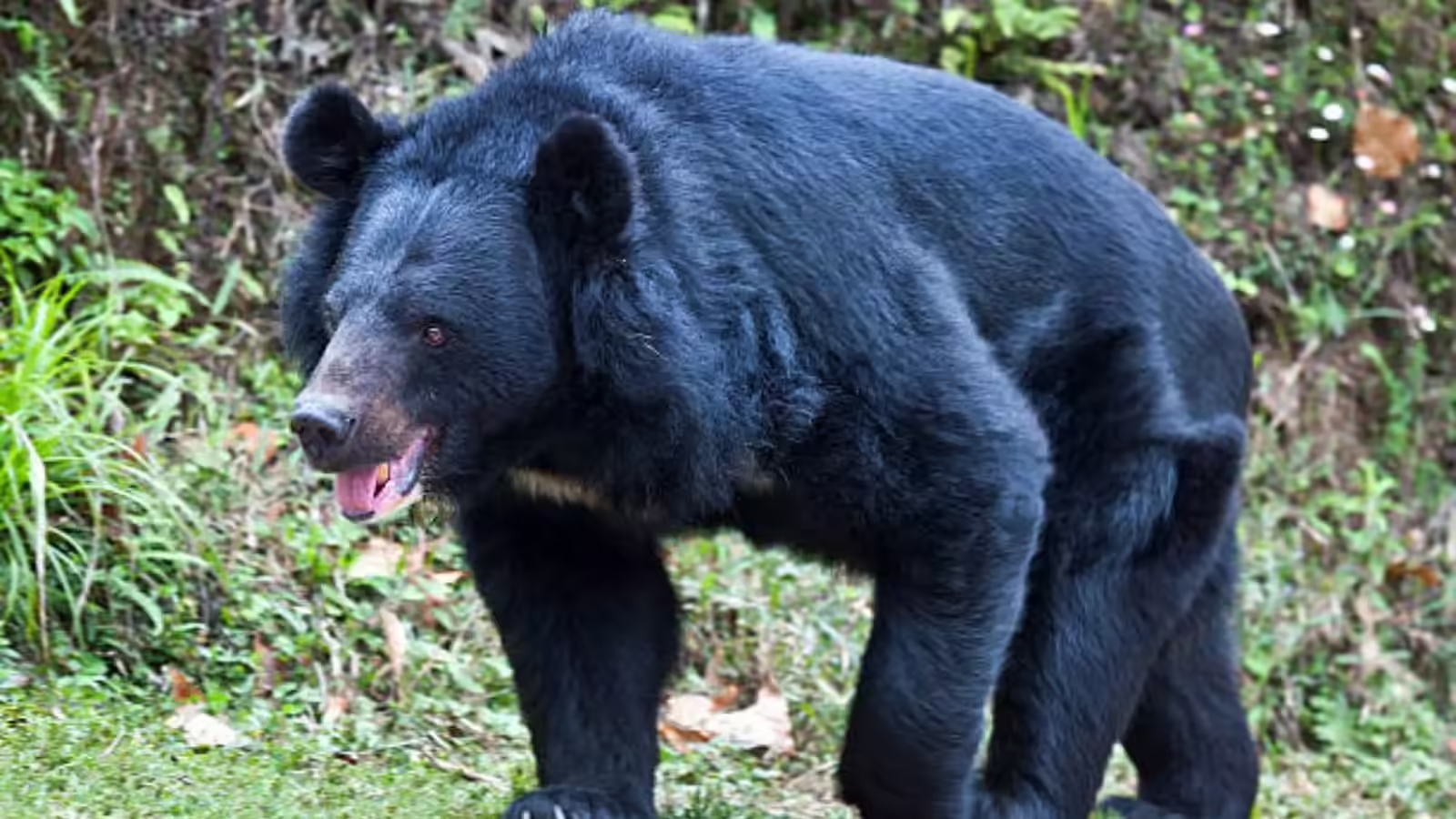 मयूरभंज : महिला ने पति की जान बचाने के लिए भालू से की लड़ाई