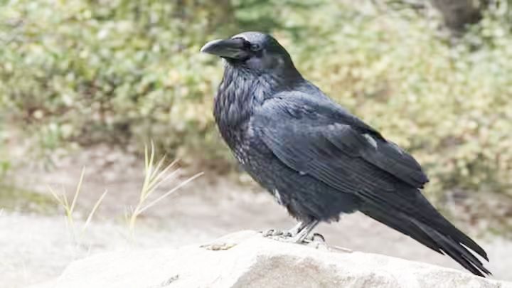 चेन्नई में 1,500 कौवों की मौत से सनसनी, बर्ड फ्लू की पुष्टि : सरकार ने जारी की एडवाइजरी