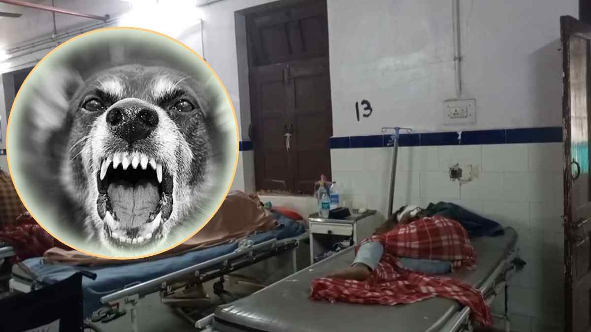 कुत्तों का ऐसा आतंक: एक दिन में 19 लोगों को काटा, डॉग बाइट के इतने केस देख डॉक्टर भी हैरान