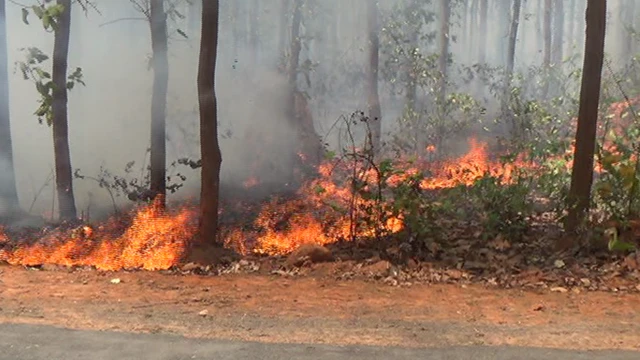 ओडिशा वन विभाग ने गर्मियों में जंगल की आग को रोकने के लिए मिनी ड्रोन किए तैनात, जारी किया गया हेल्पलाइन नंबर