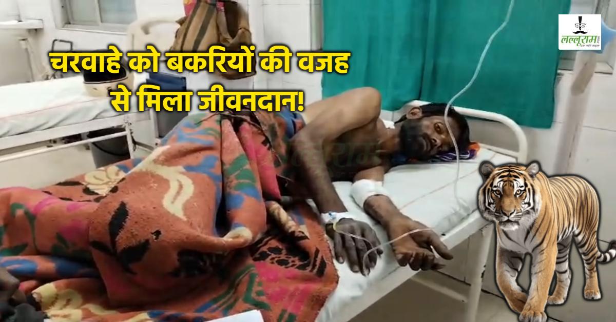 मौत को करीब से देखकर कांप उठा चरवाहा! टाइगर ने जबड़े में फंसाकर हवा में उछाला, बकरियों ने बचाई जान!