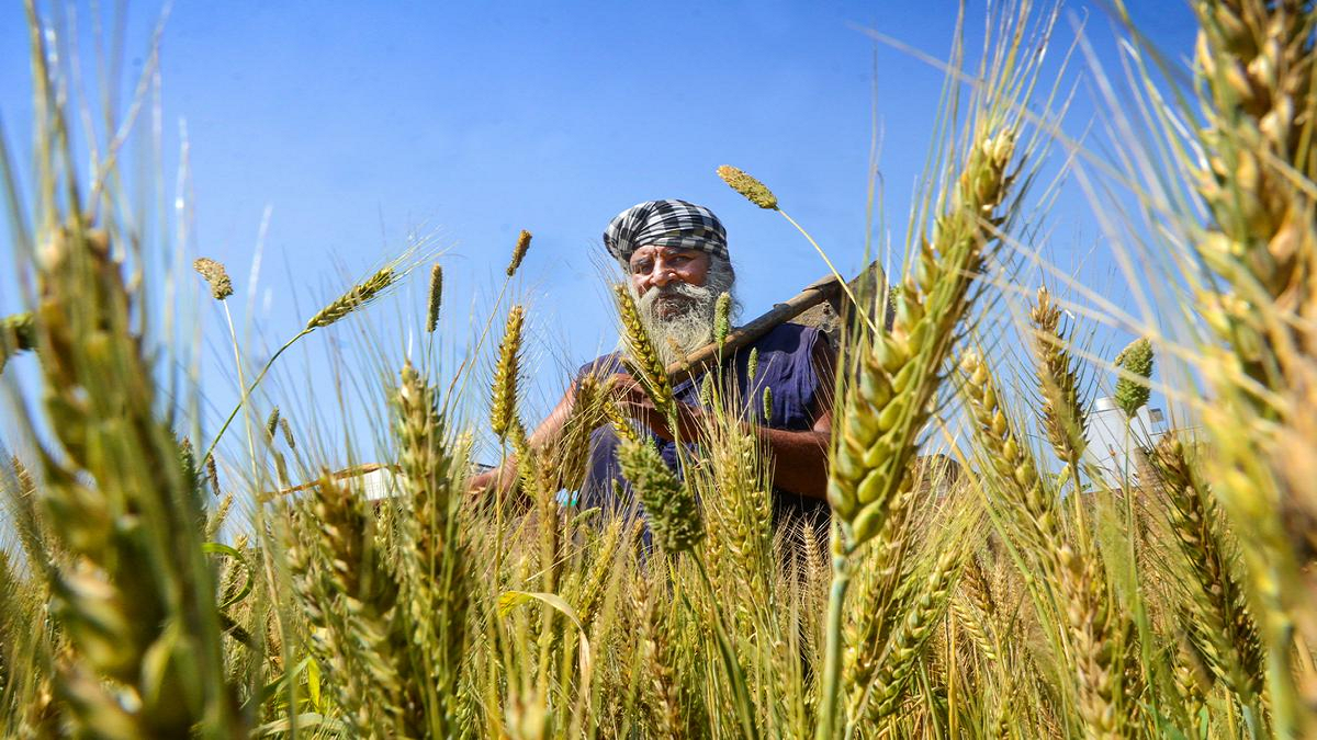 पंजाब के किसानों पर दोहरी मार: समय से पहले बढ़ी गर्मी ने बढ़ाई चिंता, गेहूं की फसल पर संकट के बादल