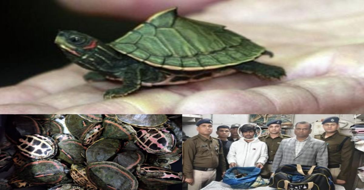 राजधानी के रेलवे स्टेशन पर मिले कछुए: चेकिंग के दौरान 311 कछुए बरामद, RPF-वन विभाग की कार्रवाई के बाद STF ने शुरू की जांच