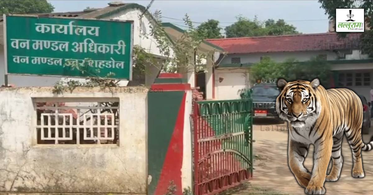 शहडोल में दो बाघों की मौत पर सख्त कार्रवाई: डिप्टी रेंजर समेत बीट गार्ड सस्पेंड, 7 आरोपी गिरफ्तार