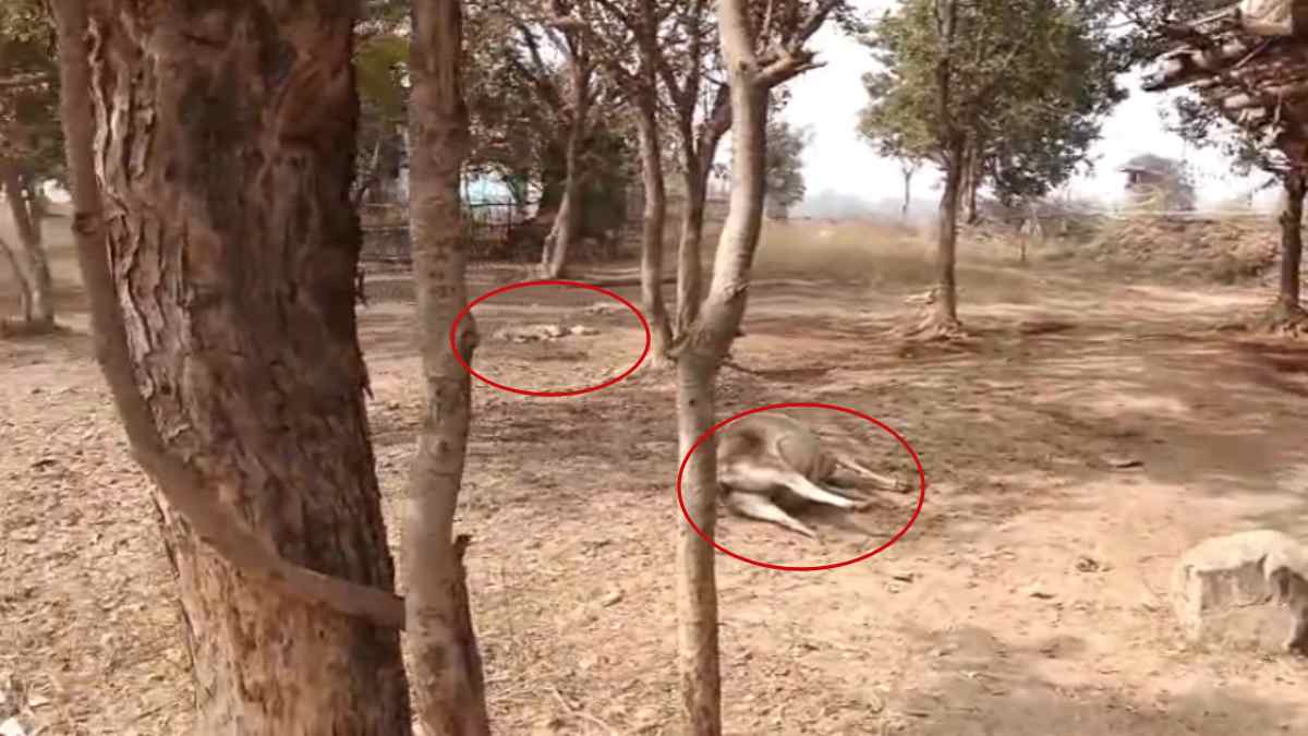 4 गायों की मौत से दहला सिंगरौली: महुआ-यूरिया खिलाने से गई जान, जांच में जुटी पुलिस