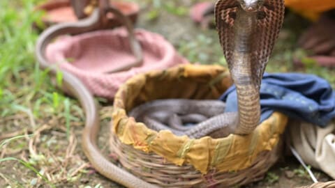 भुवनेश्वर : दंड यात्रा के दौरान सांपों पर बैन, RCCF ने जारी किए सख्त निर्देश