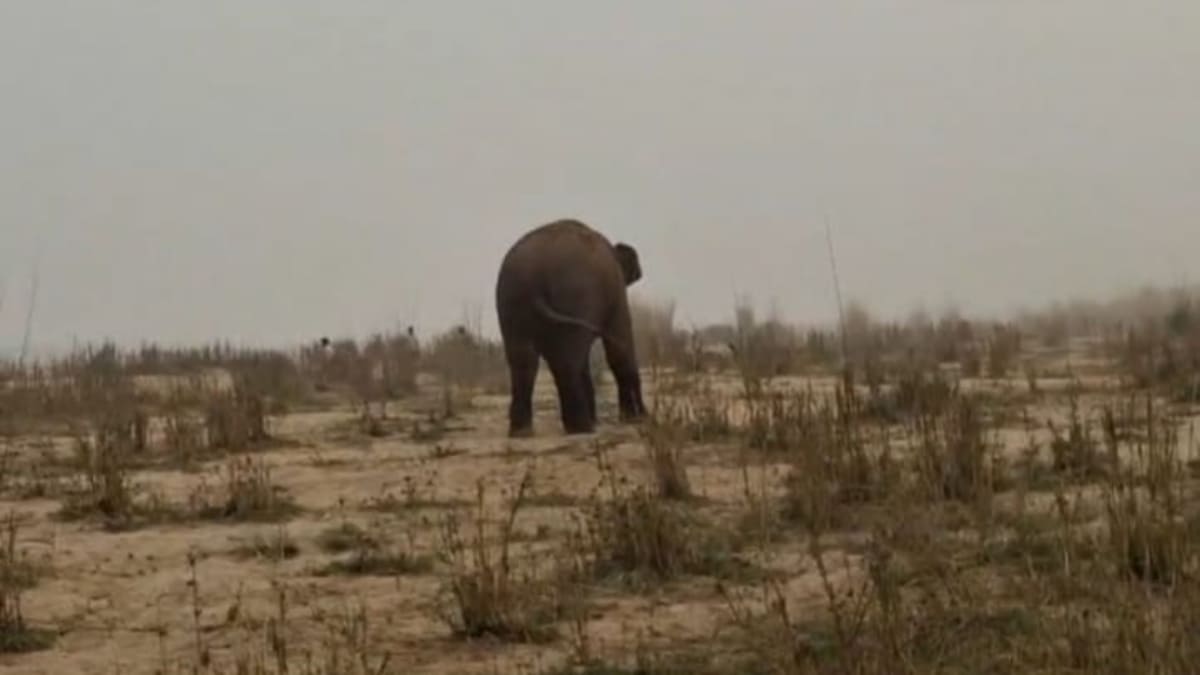 पहाड़ियों से उतरकर सोन नदी पहुंचा जंगली हाथी, कई झोपड़ियां उजाड़ीं, तिलौथू-अमझोर में भारी उत्पात, दहशत में किसान